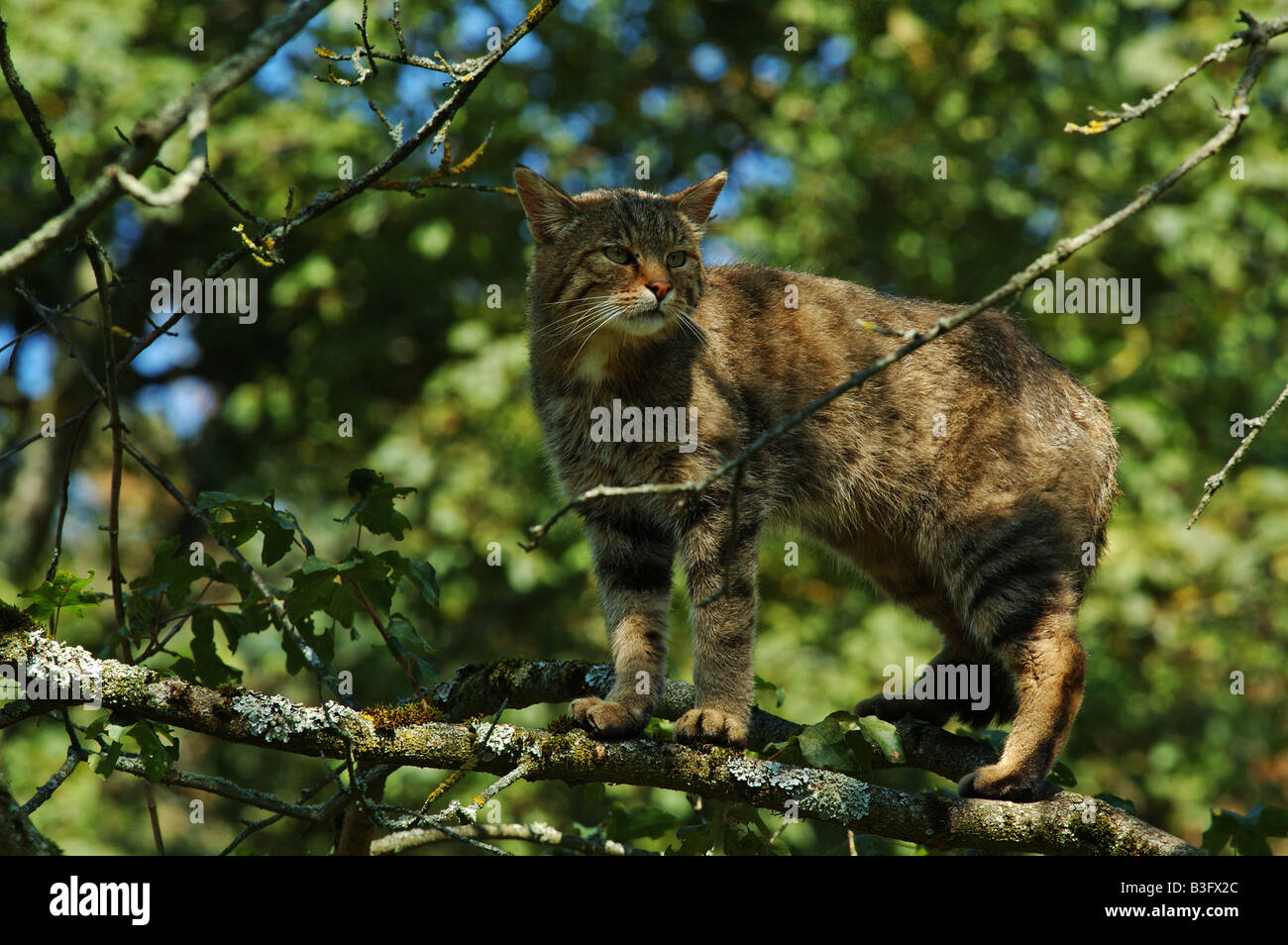 Common Wild Cat male Germany Stock Photo Alamy