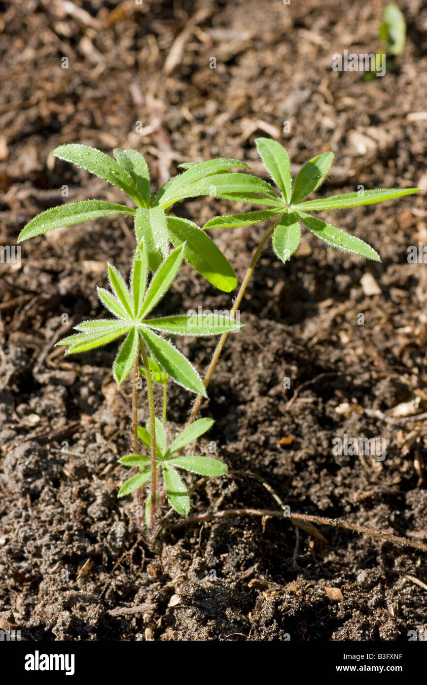 The seedling of a lupin plant Lupins can fix nitrogen from the atmosphere into ammonia fertilizing the soil for other plants Stock Photo