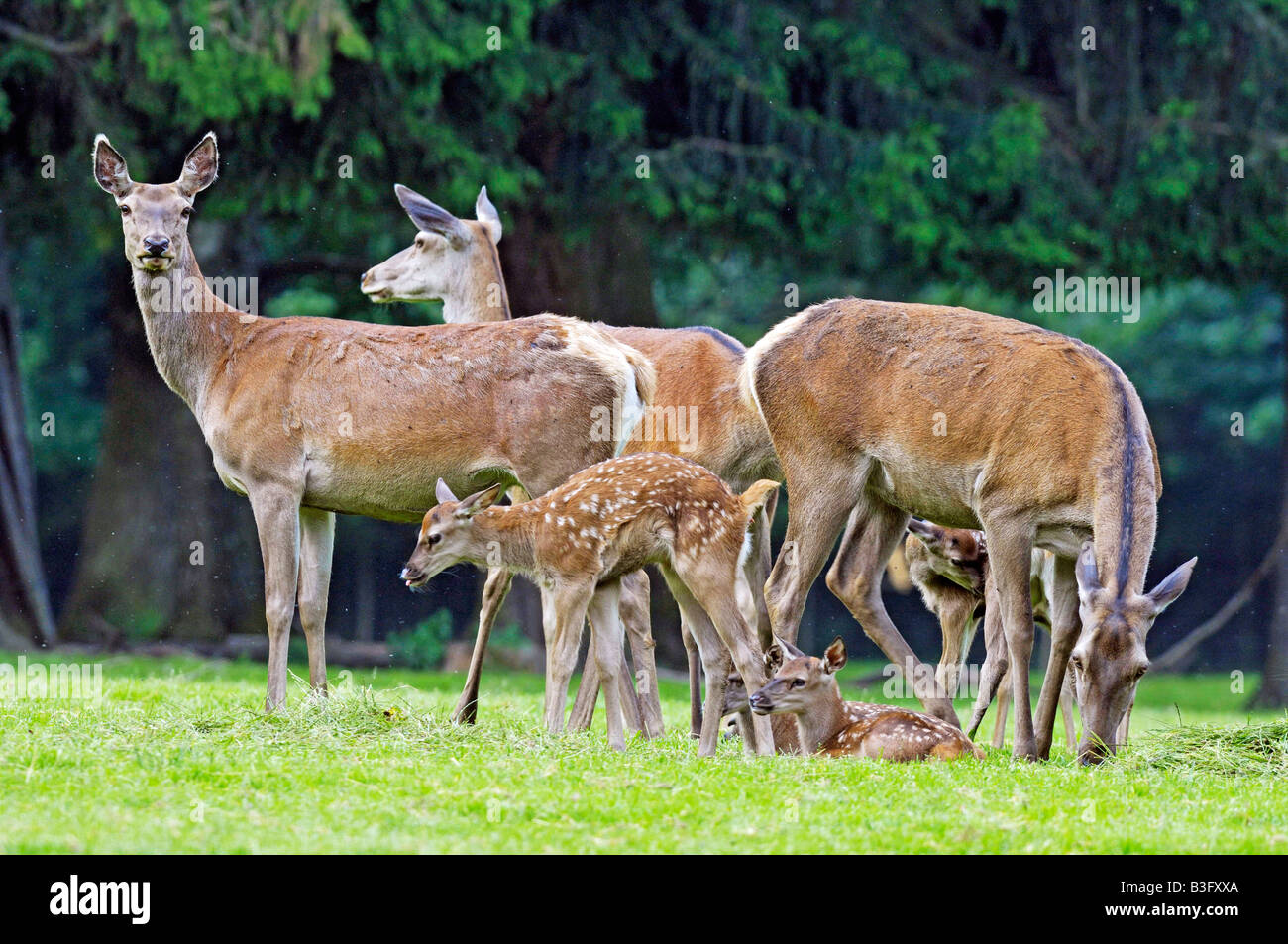 Red Deer female Stock Photo