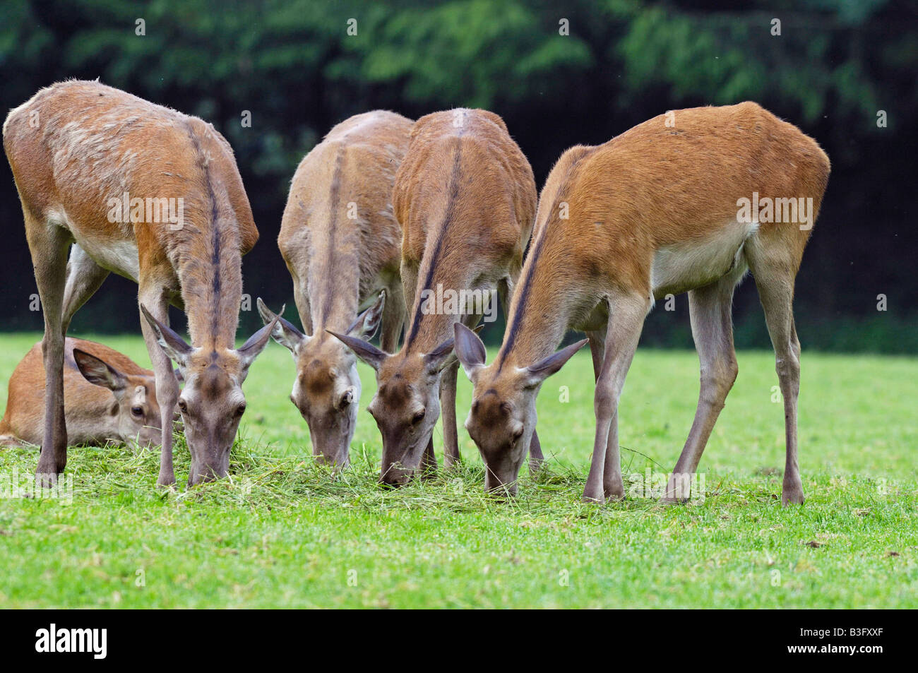 Red Deer female  Bavaria  Germany Stock Photo