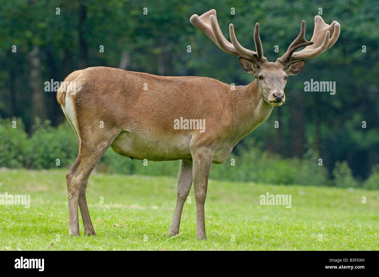 Red Deer male Bavaria Germany Stock Photo