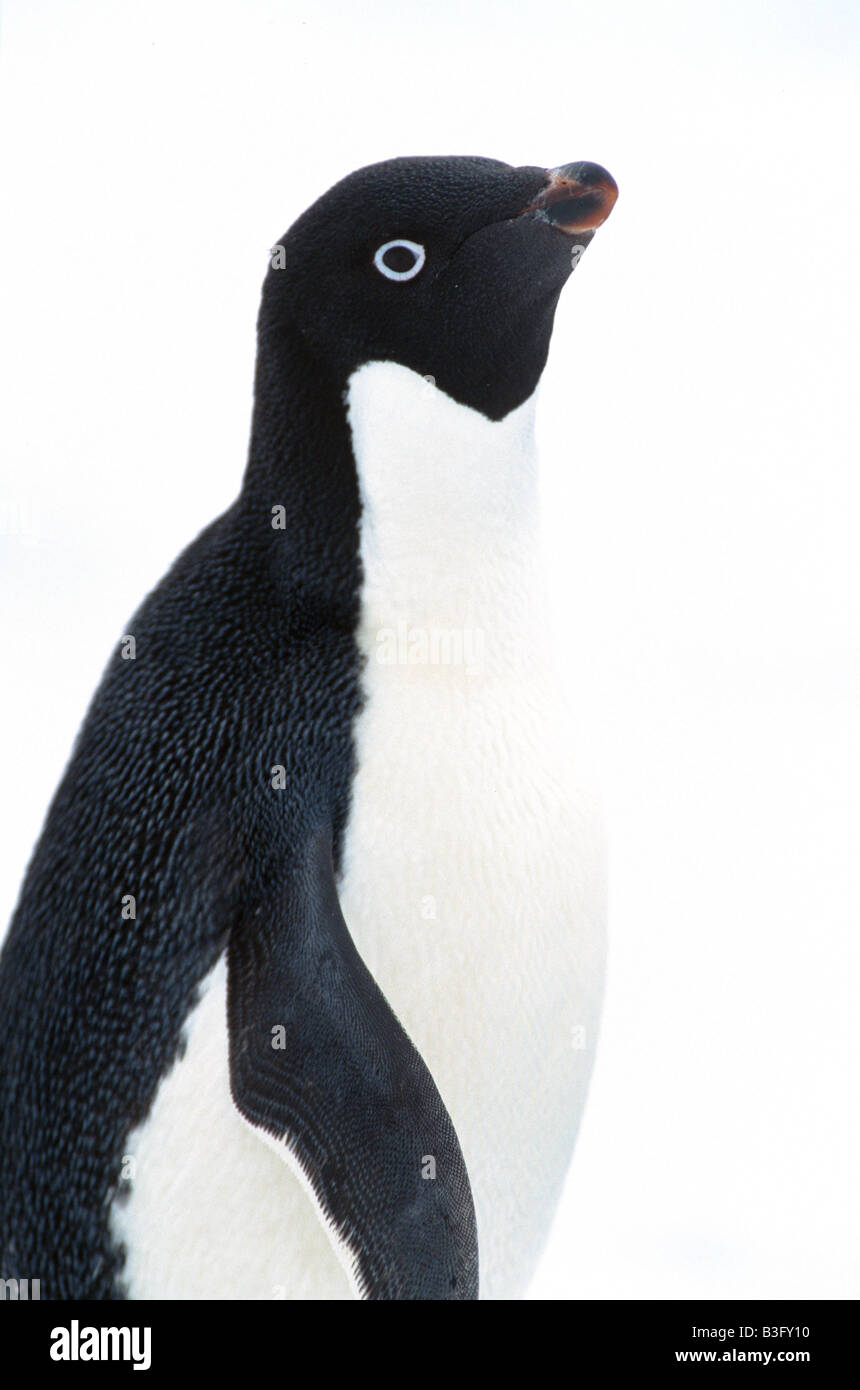 adelie penguin Stock Photo