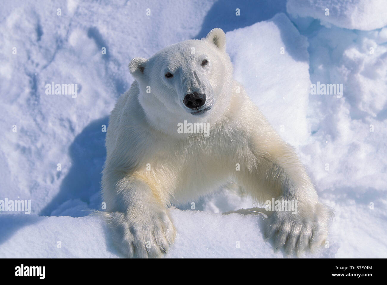 Polar bear Eisbaer Ursus maritimus Spitzbergen Svalbard Norway Stock Photo