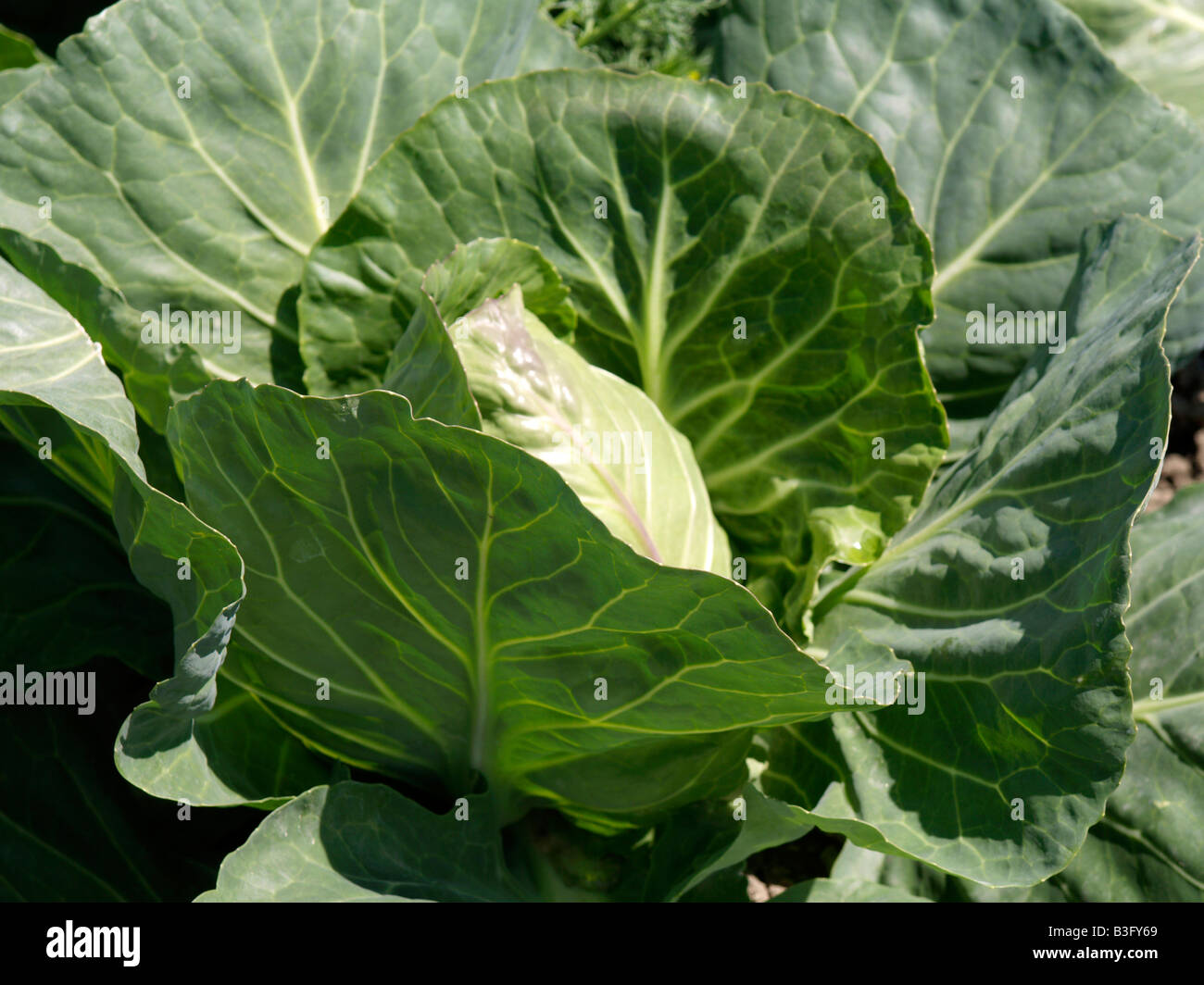 Weisskohl, Spitzkohl, Wild Cabbage (Brassica oleracea) Stock Photo