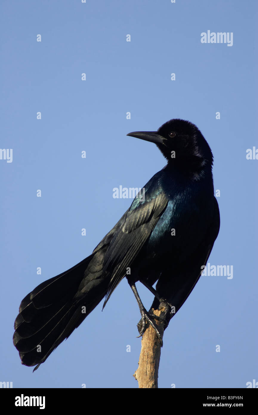 Bootschwanzgrackel Quiscalus major Boat tailed Grackle Stock Photo