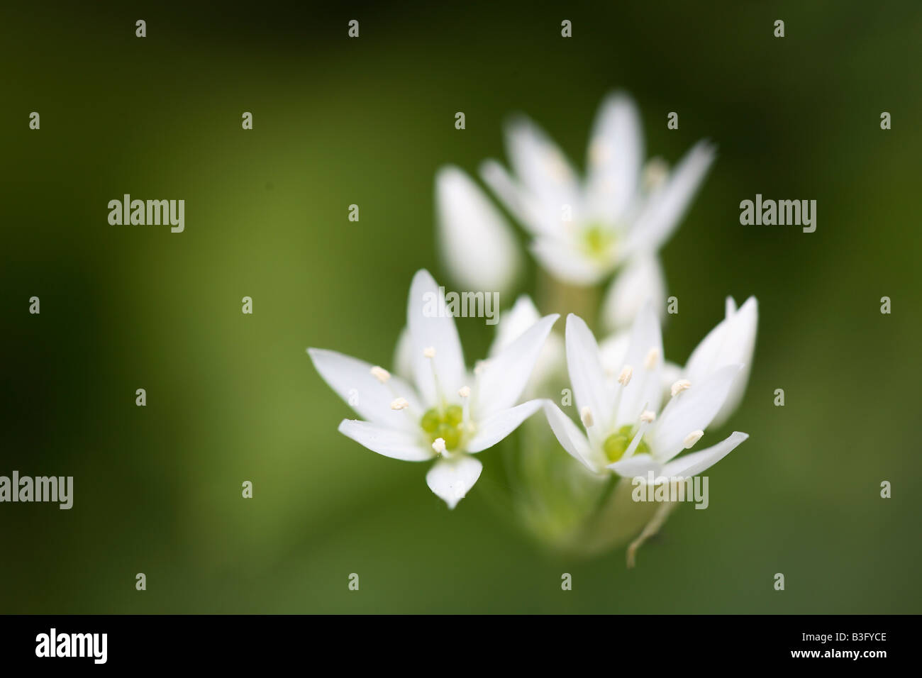 ramson blossom Stock Photo