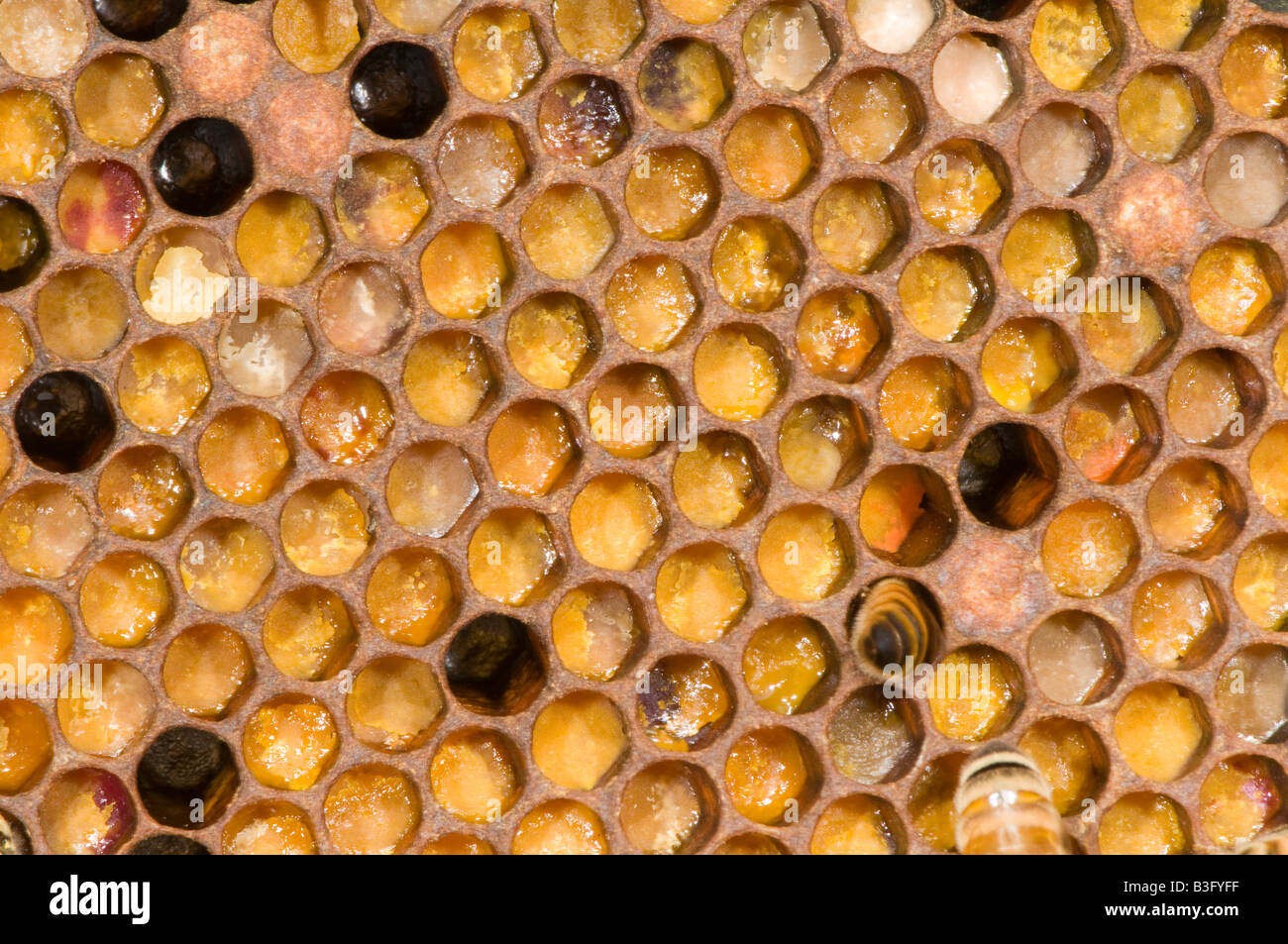 honeycomb within a bee hive Stock Photo