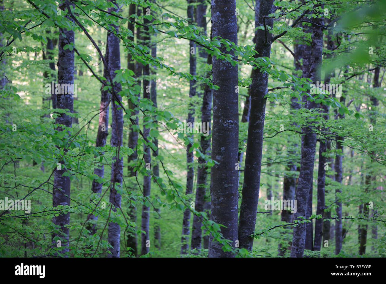 beech forest Stock Photo Alamy