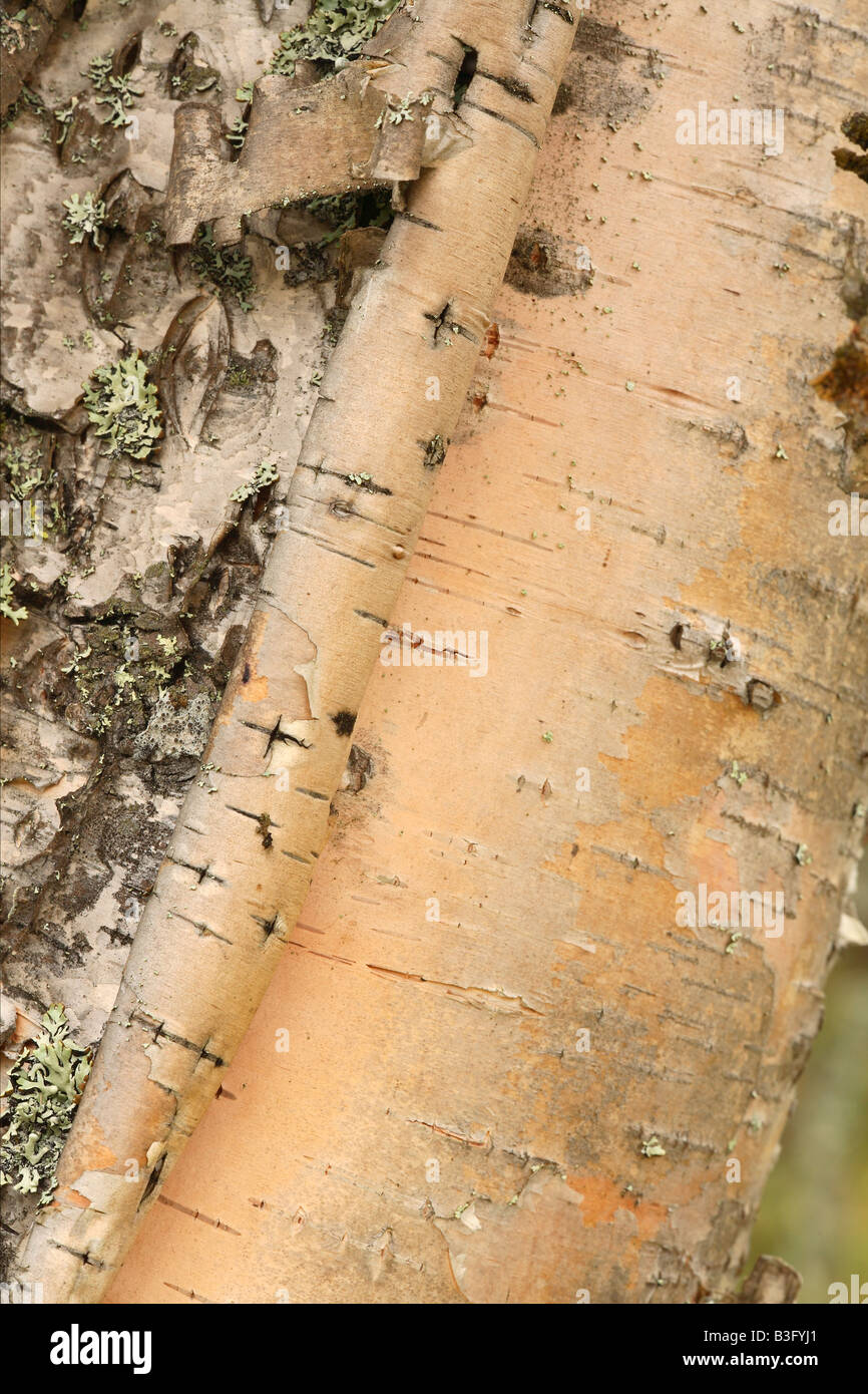 birch bark detail Stock Photo Alamy