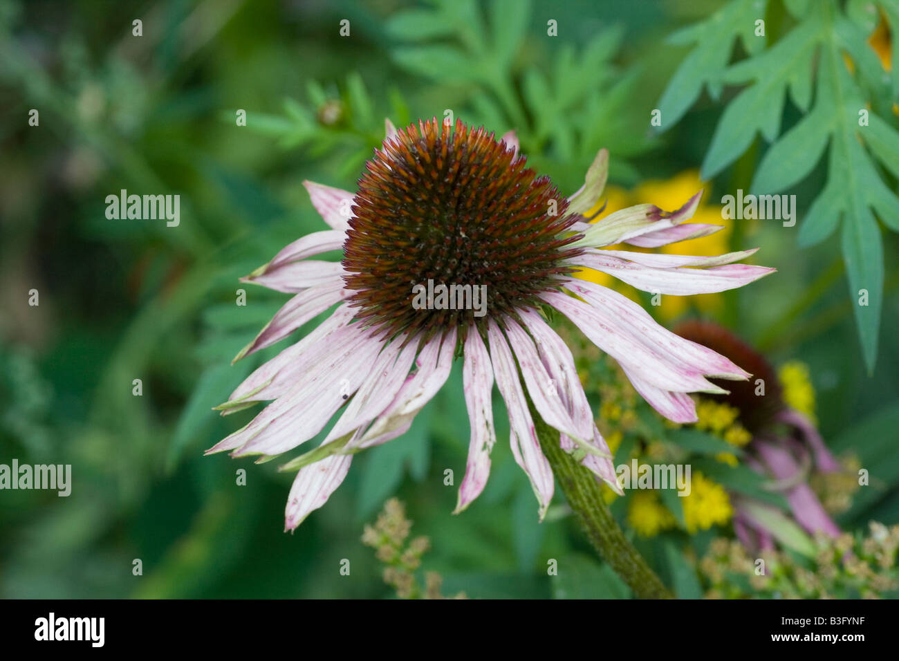 The wilting flower of a purple coneflower Echinacea purpurea Stock