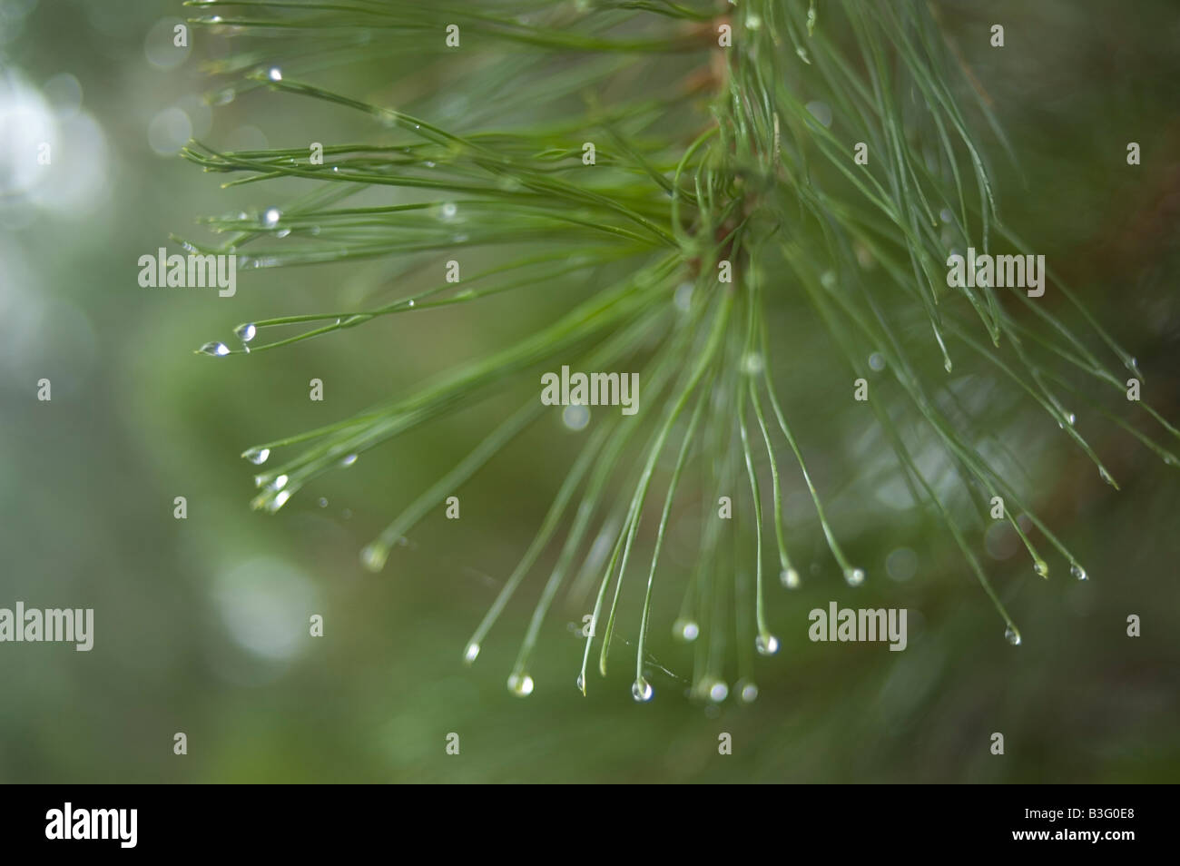 Dewdrop on pine leaves WAY OF SAINT JAMES or CAMINO DE SANTIAGO - GALICIA region SPAIN Stock Photo