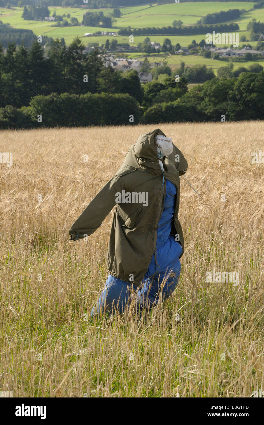 Scarecrow in a wheat field near Pitlochry, Scotland, UK Stock Photo