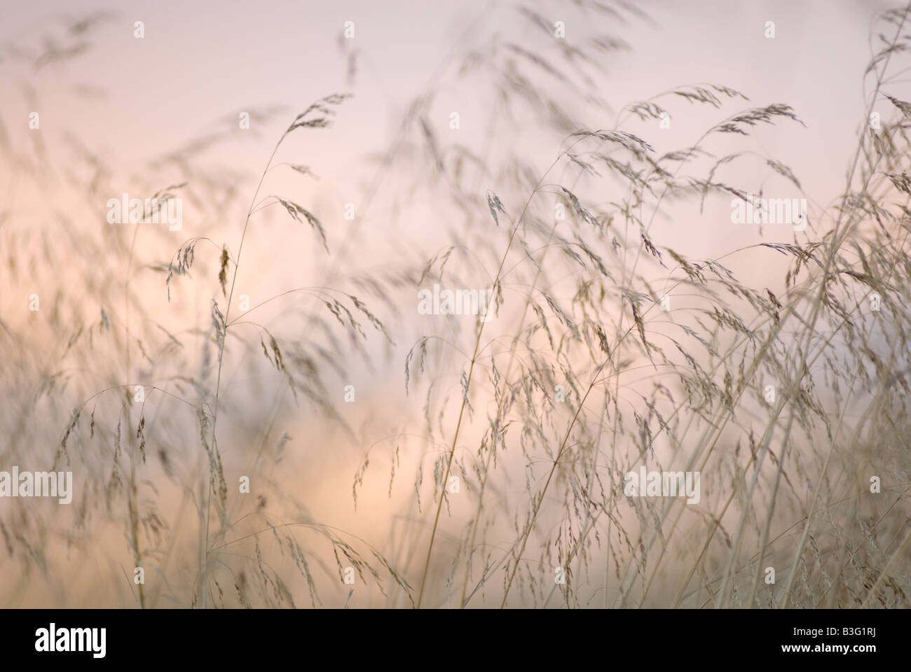 Tall grasses hi-res stock photography and images - Alamy