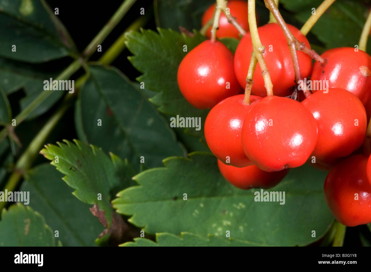 Sorbus Latifolia Hi res Stock Photography And Images Alamy sorbus-latifolia-hi-res-stock-photography-and-images-alamy