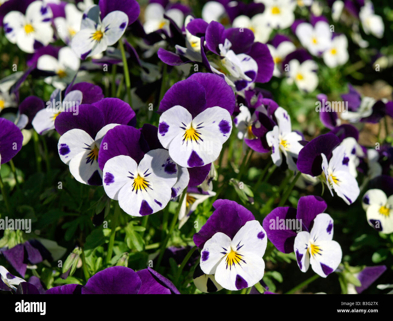 Stiefmuetterchen Viola Purple Pansy Stock Photo Alamy