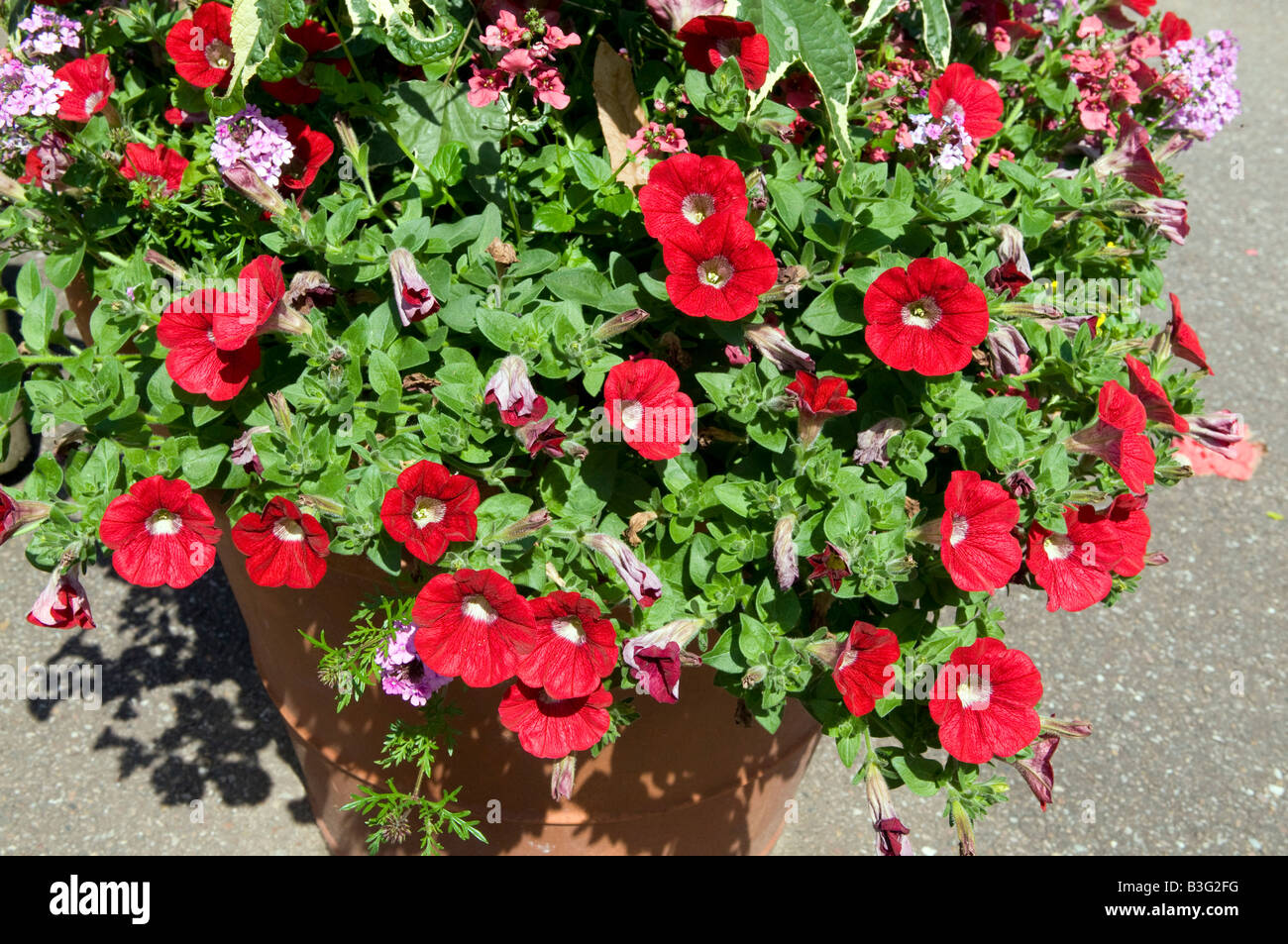 Container Grown Colourfull Display Stock Photo - Alamy