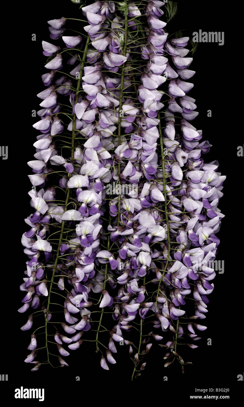 Wisteria flowers Stock Photo