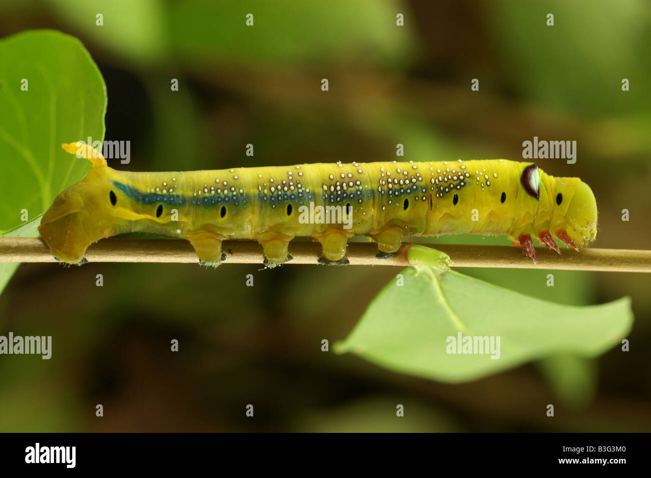 Oleander Hawkmoth caterpillar Daphnis norii feeding on Privet Stock ...