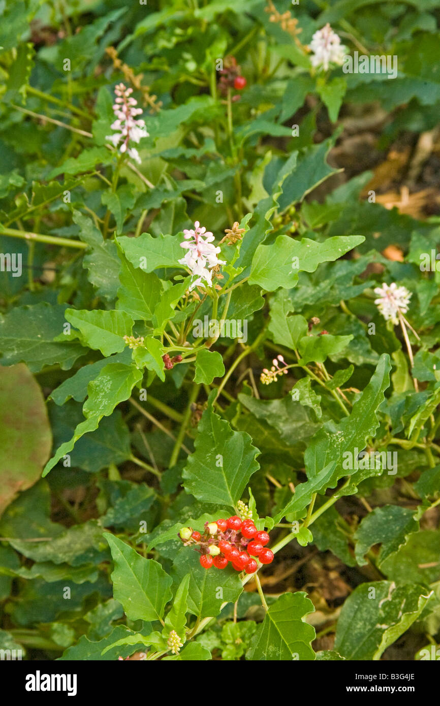 Rouge Plant Rivina humilis Fort Worth Botanical Garden Texas United States 17 September Flower Stock Photo