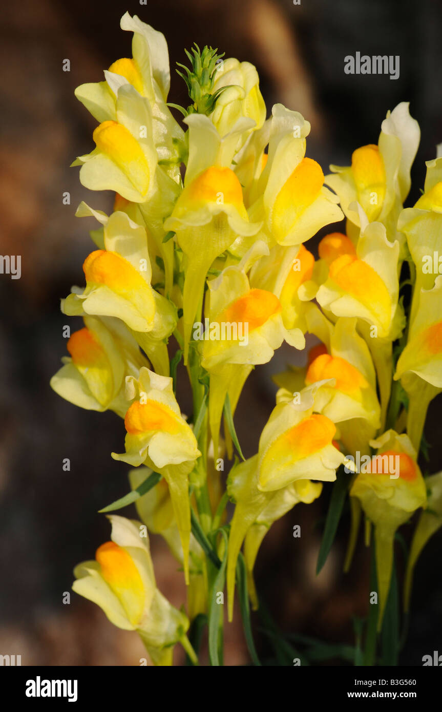 butter and eggs flowers Stock Photo Alamy