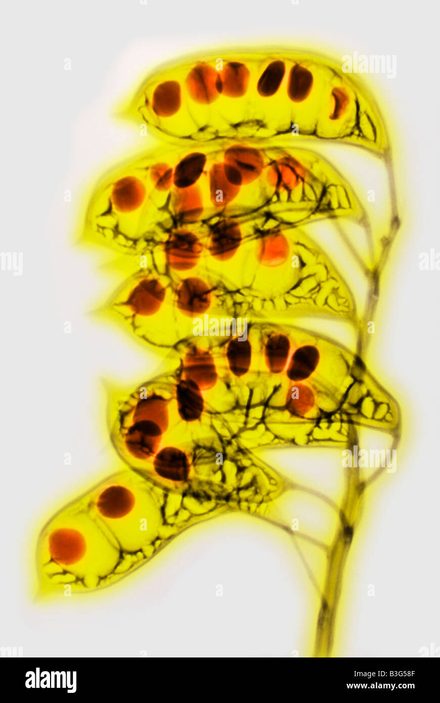 colorized x ray of the seed pods of a kentucky coffee bean tree Gymnocladus dioica of the legume family Stock Photo