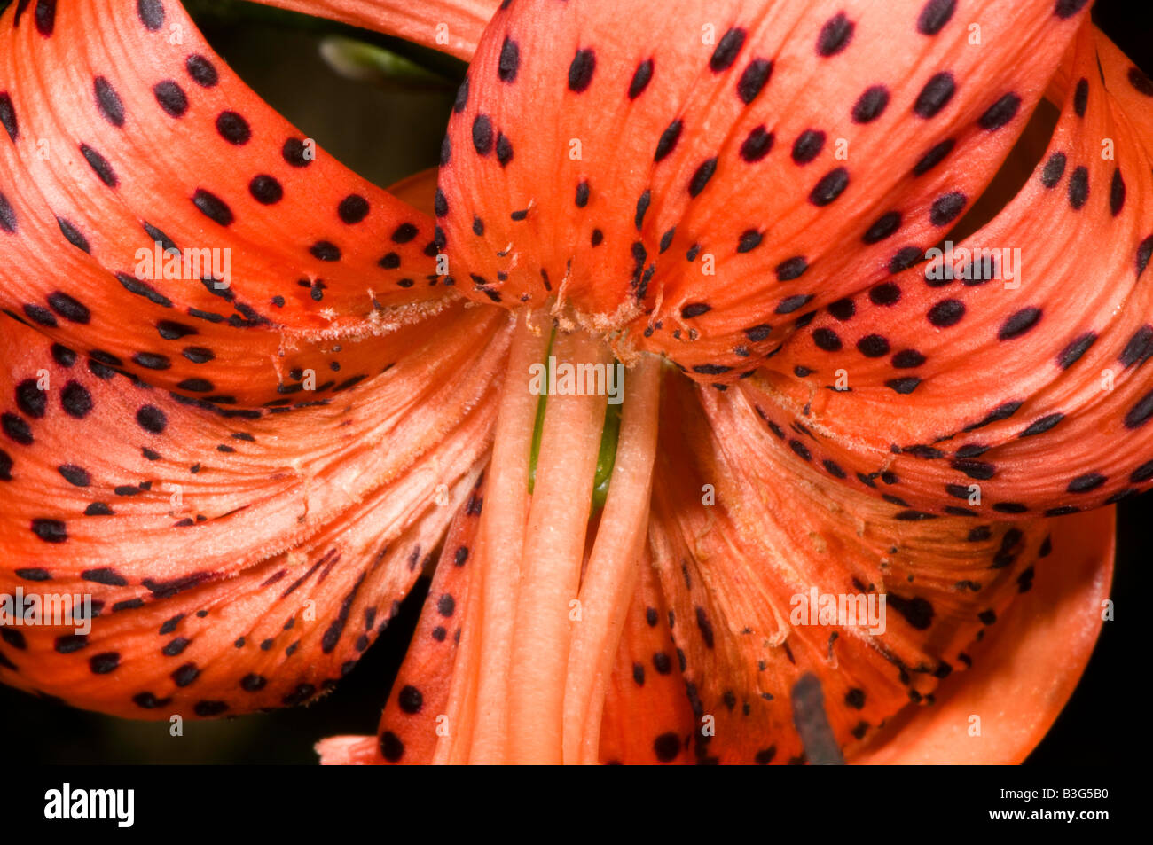 Tiger lily flower closeup Stock Photo