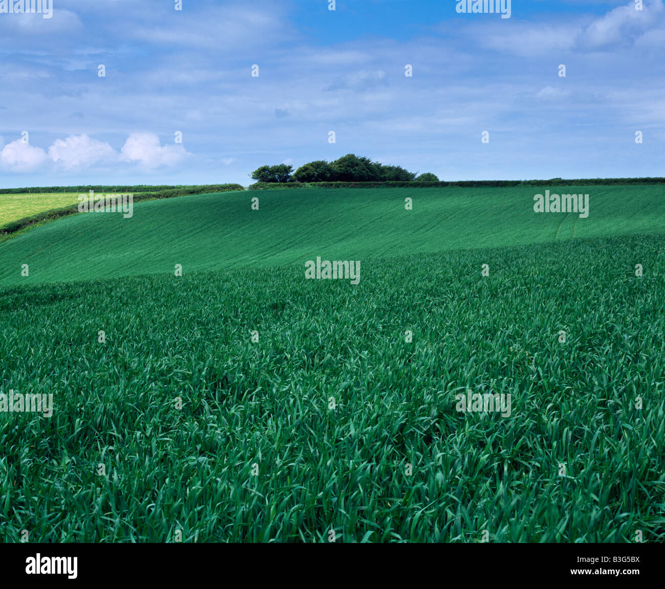 A field of new crops growing in early summer at West Buckland near