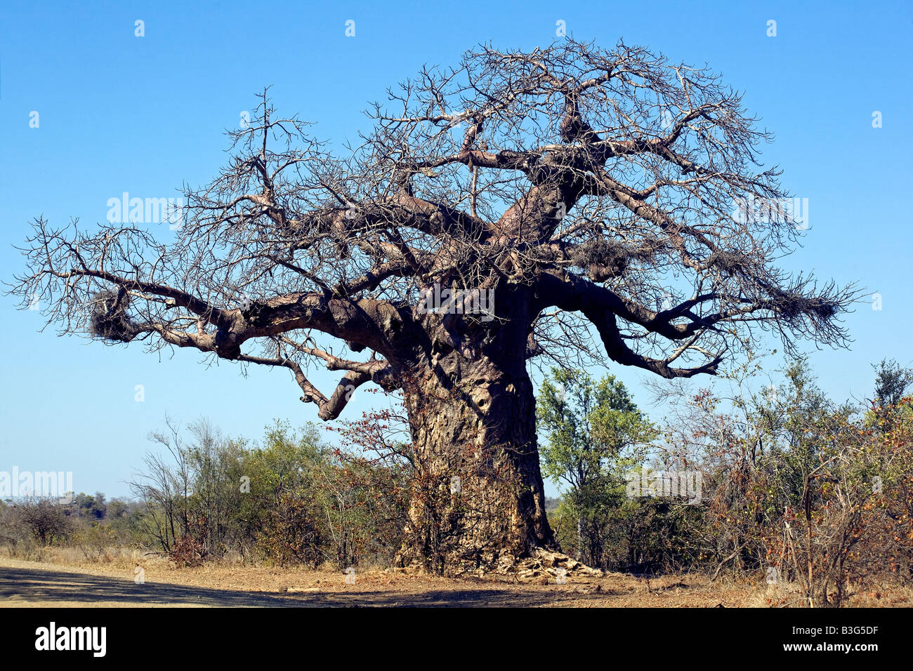 Deciduous giant baobab tree (Adansonia digitata), thousands of years old, in Kruger National Park is leafless in winter Stock Photo