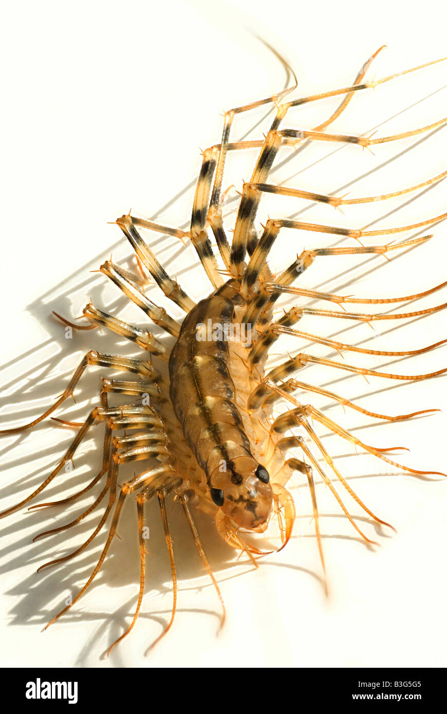 house centipede Scutigera coleoptrata Stock Photo - Alamy