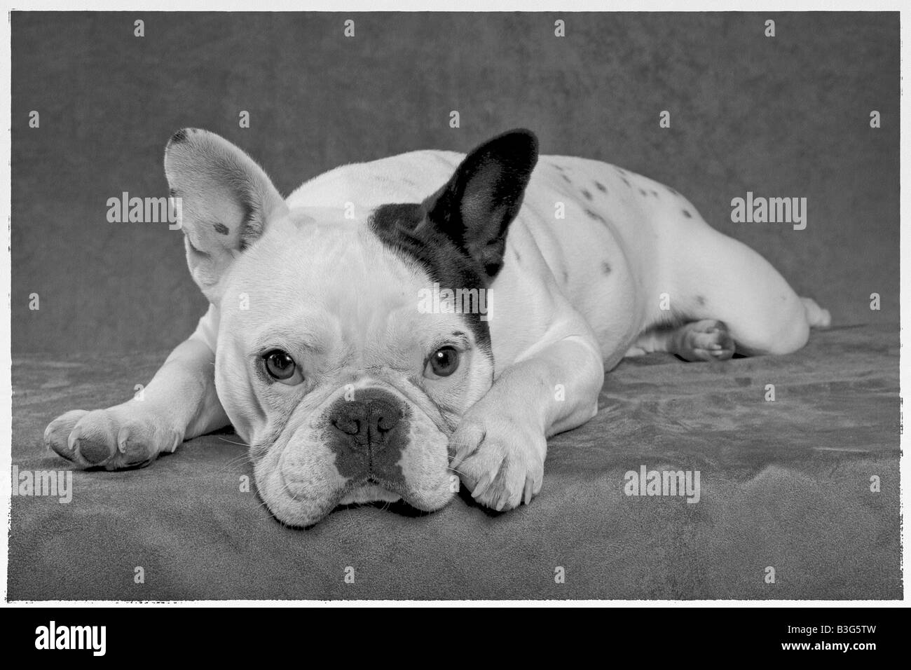 Black and white French Bulldog lying down in studio shot in monotone Stock Photo