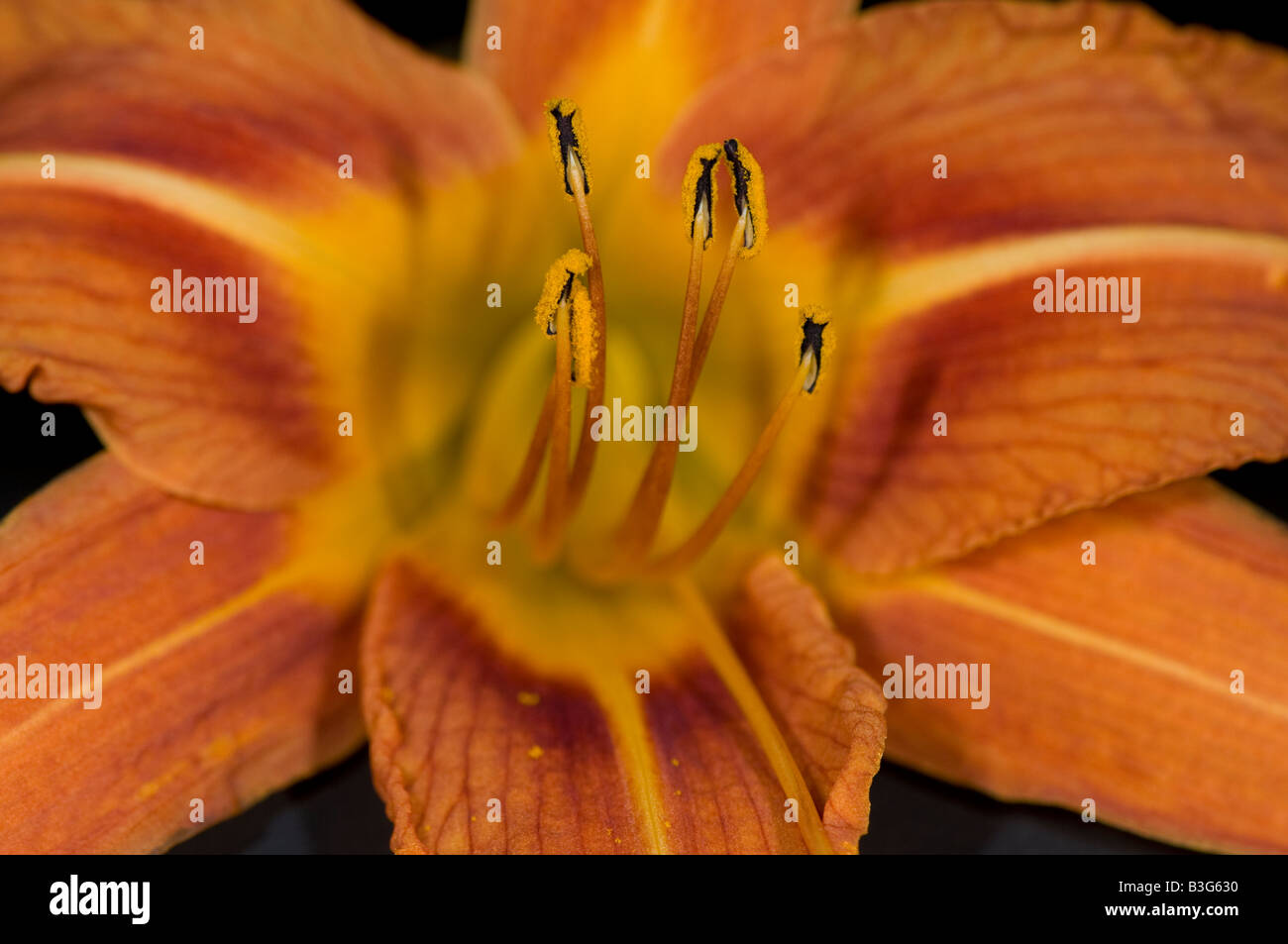 daylily flower close up Stock Photo
