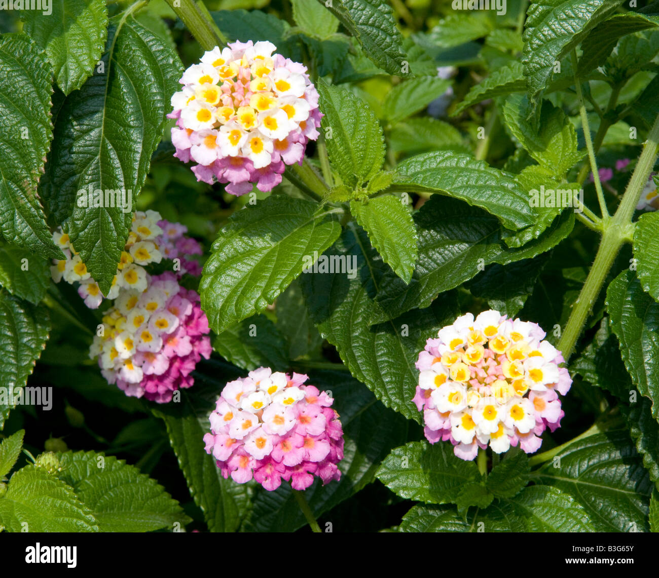 Lantana rose hi-res stock photography and images - Alamy