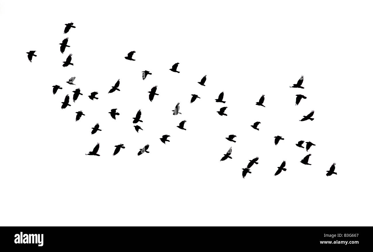 Flock Black Crows in Flight Stock Photo
