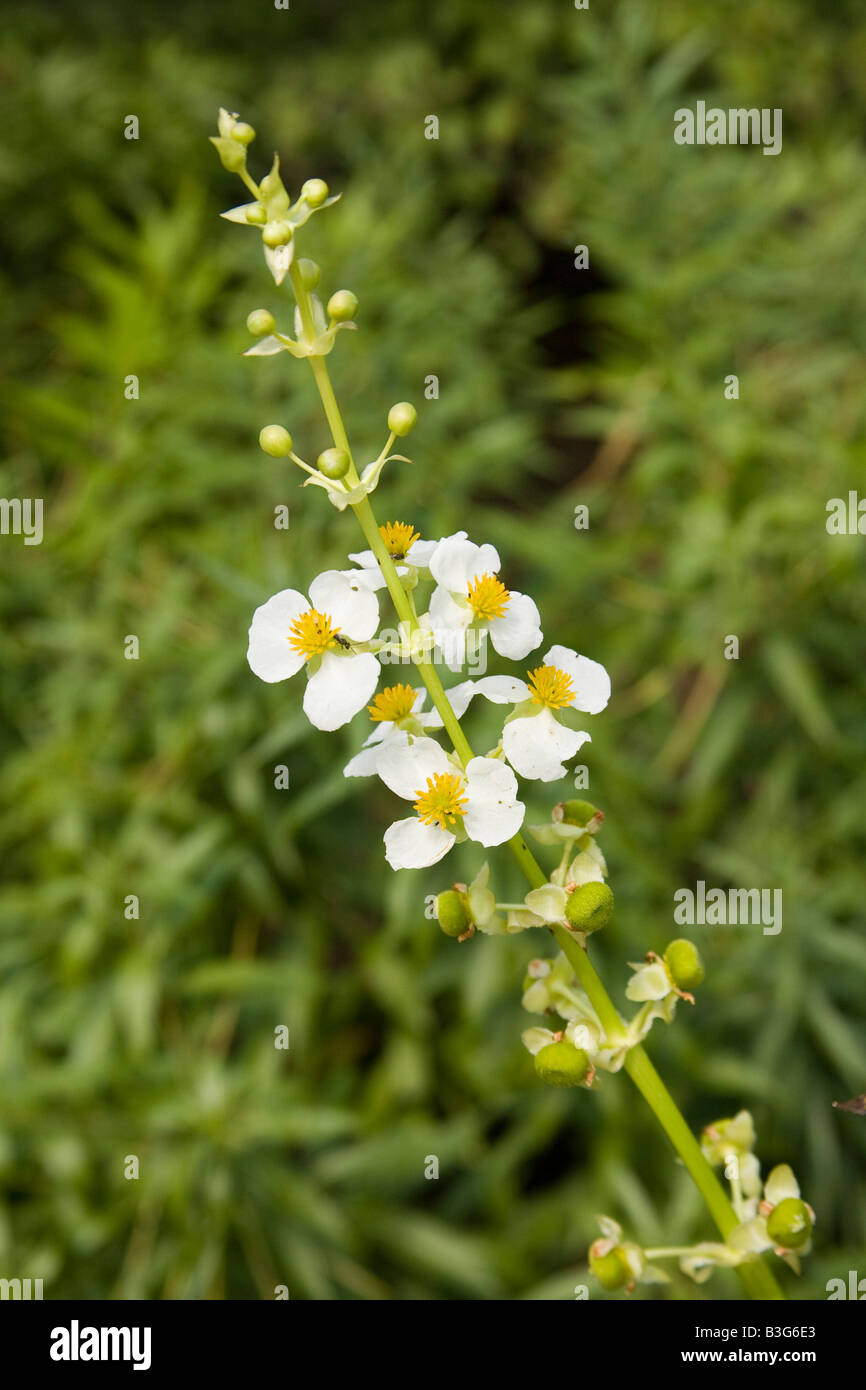 Broadleaf Arrowhead Sagittaria latifolia Stock Photo