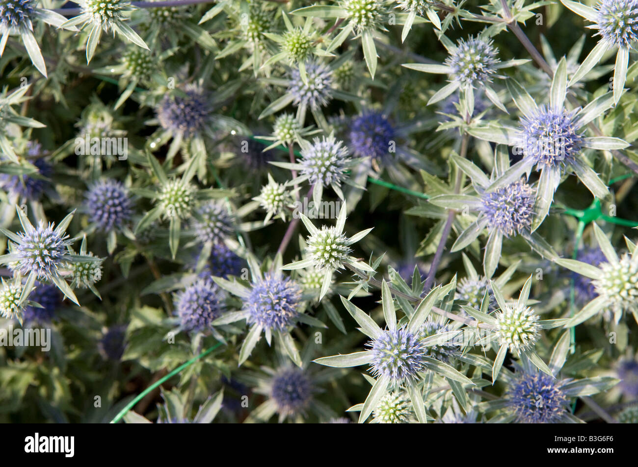 Eryngium x tripartitum Stock Photo