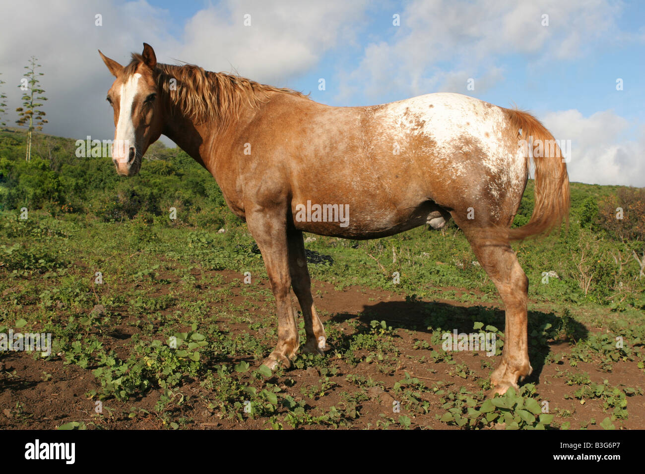 Old Appaloosa horse Stock Photo - Alamy