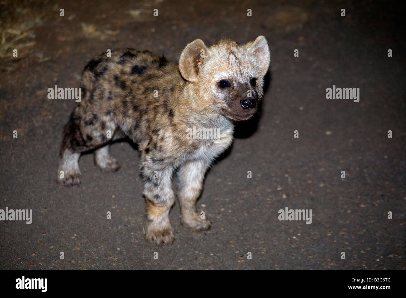 Laughing hyena or spotted hyena pup (Crocuta crocuta) in Kruger Park