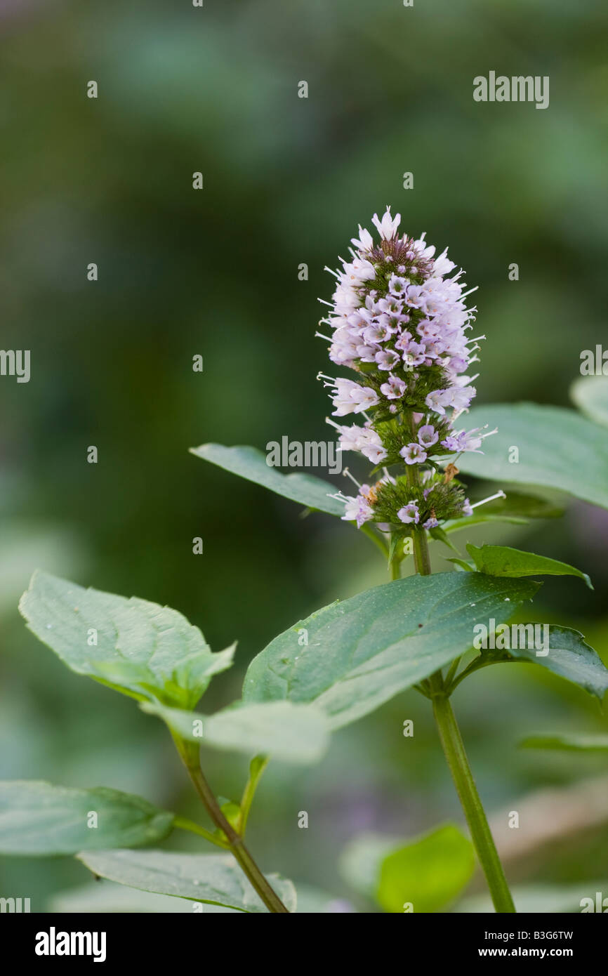 Flowers and leaves of a mint plant Mentha ×piperita Stock Photo
