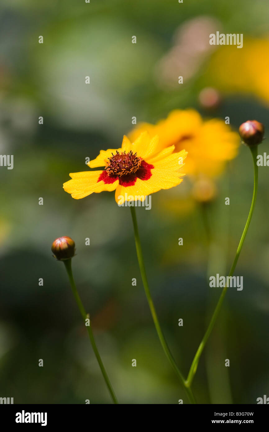 Yellow and red flower and buds of a plains coreopsis Coreopsis tinctora August 2008 Stock Photo