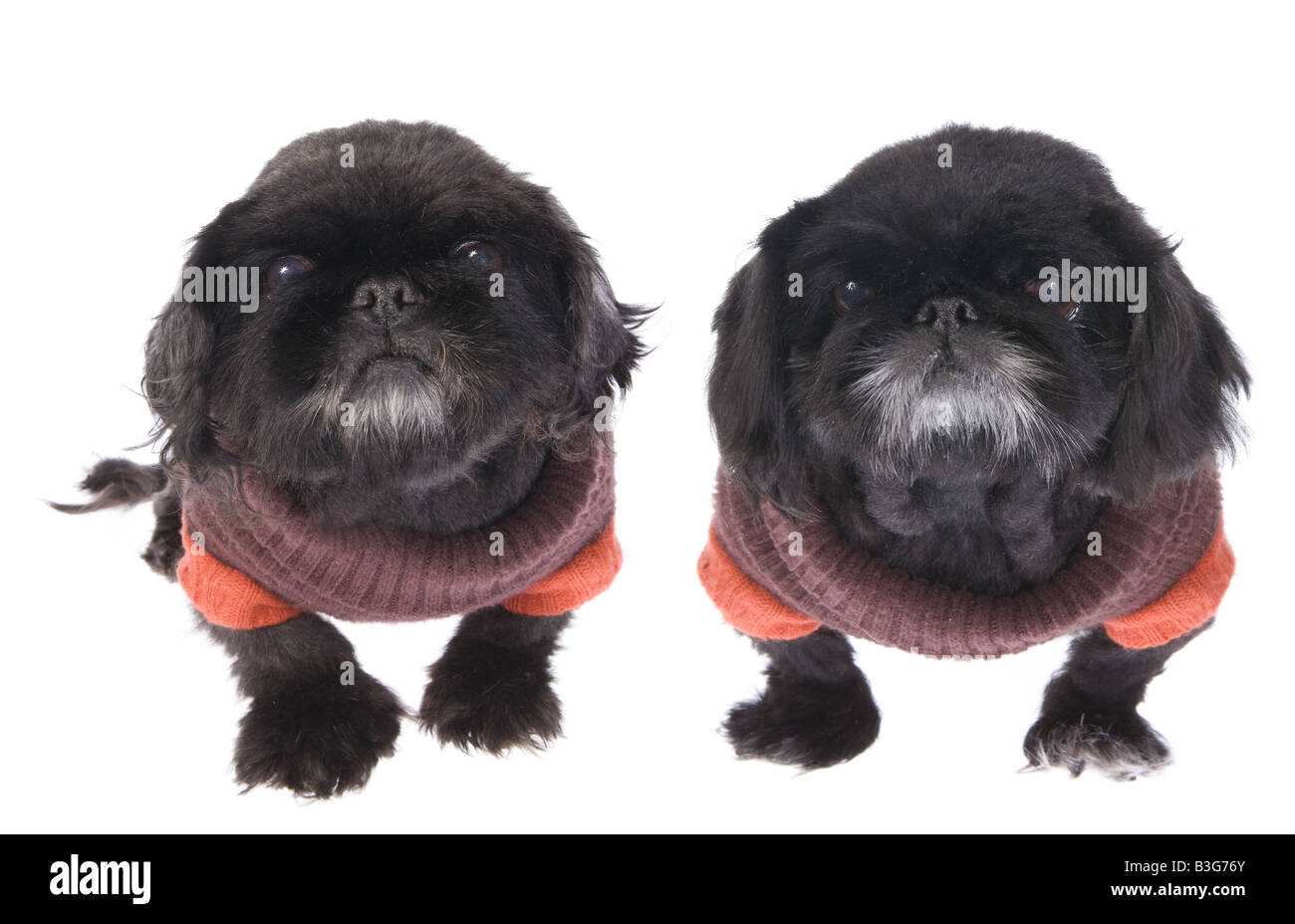 Two Black Pekingese dogs dressed in their winter sweaters isolated on