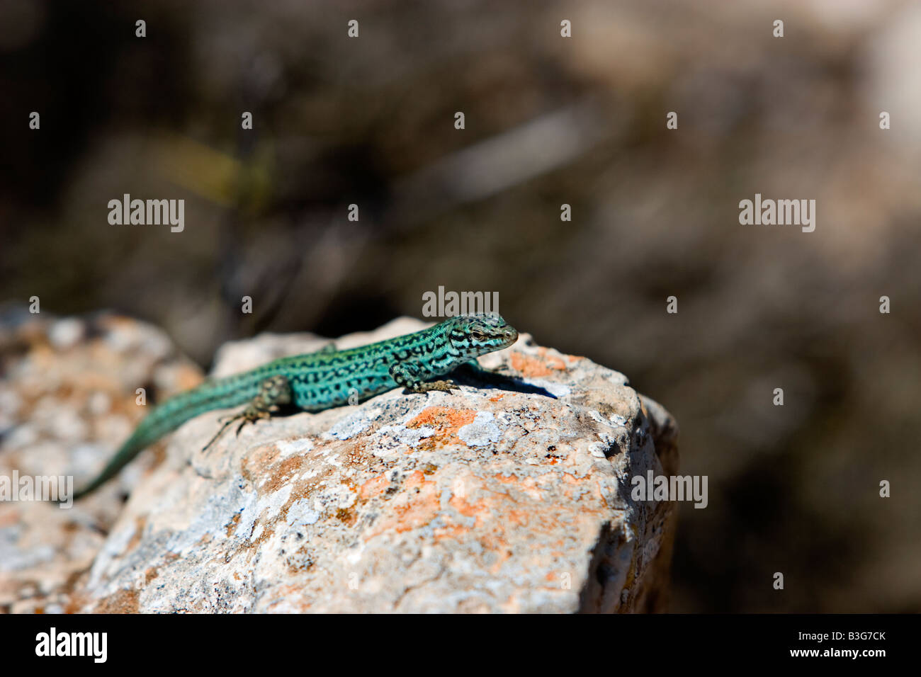 Green lizard in Formentera island Stock Photo
