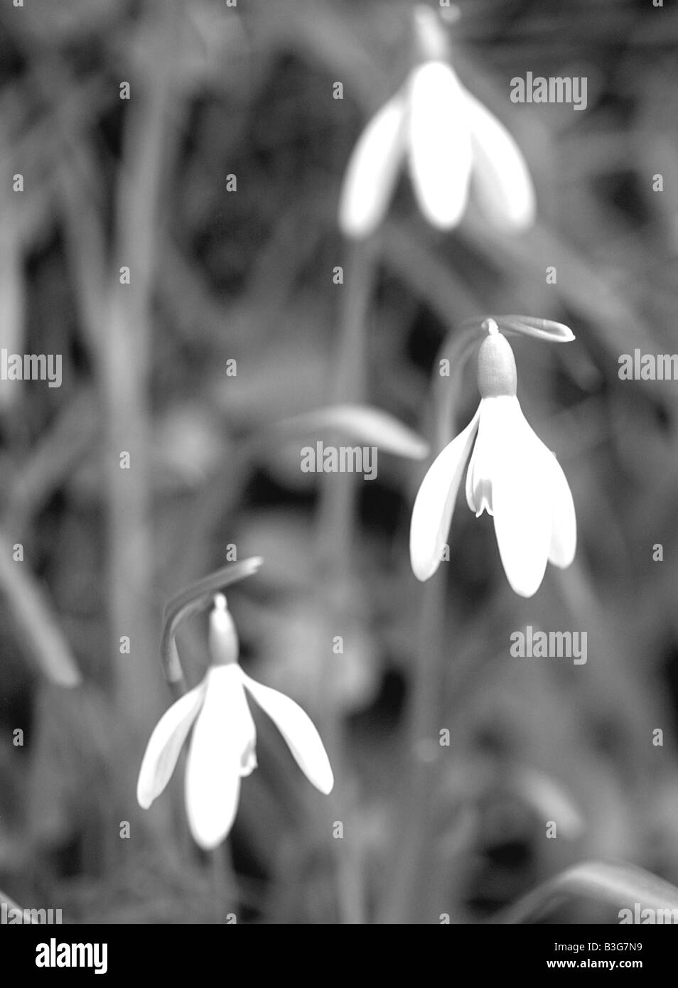 Galanthus nivalis - Snowdrop Stock Photo