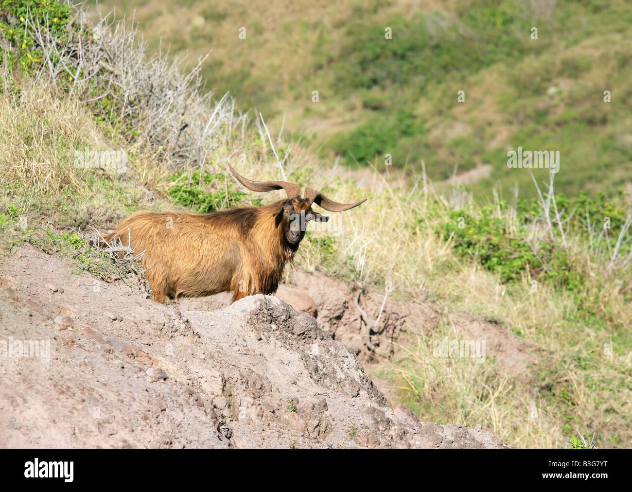 Wild Billy goat with long horns on the island of Maui Hawaii Stock