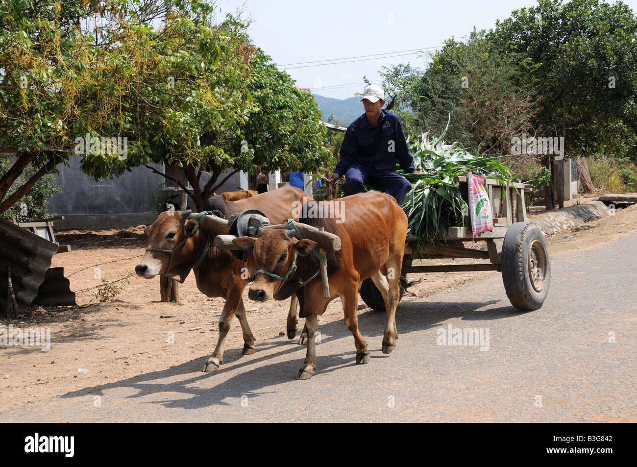 Vietnamese farmer collecting fodder for his animals using traditional ...