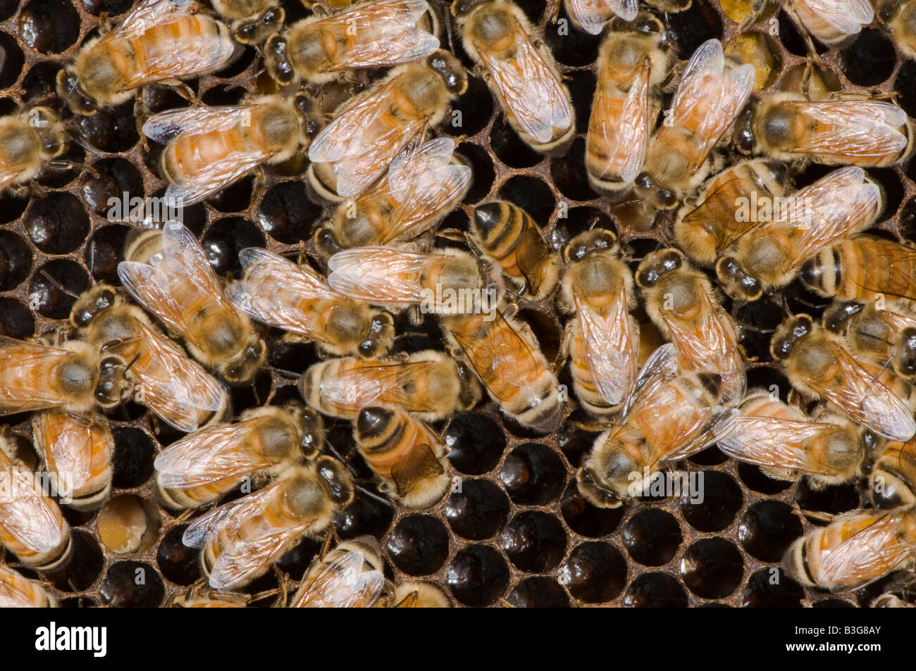 honey bees on honeycomb in a hive Stock Photo