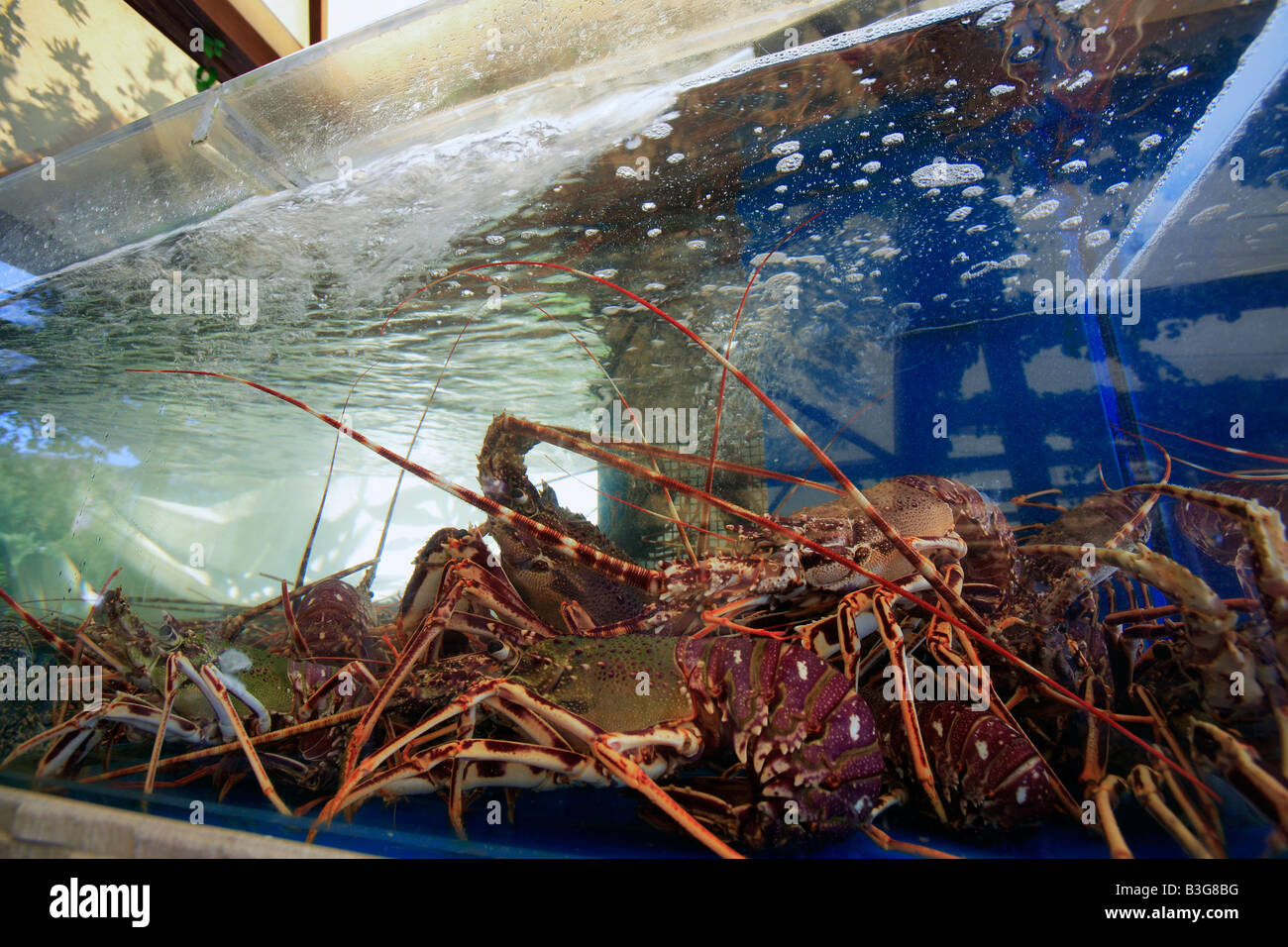 GREECE SPORADES SKOPELOS ISLAND AGNONTAS KORALLI TAVERNA THE LOBSTER TANK Stock Photo