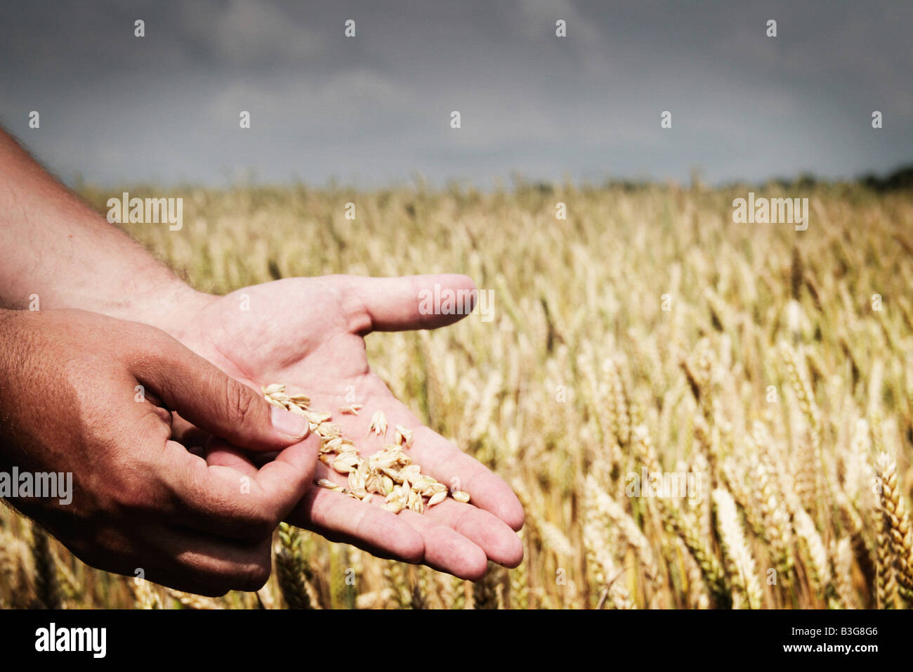 wheat grain in a farmers hand Stock Photo