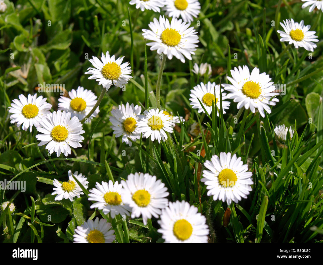 Wiese, Gaensebluemchen, Lawn Daisies (Bellis perennis) Stock Photo