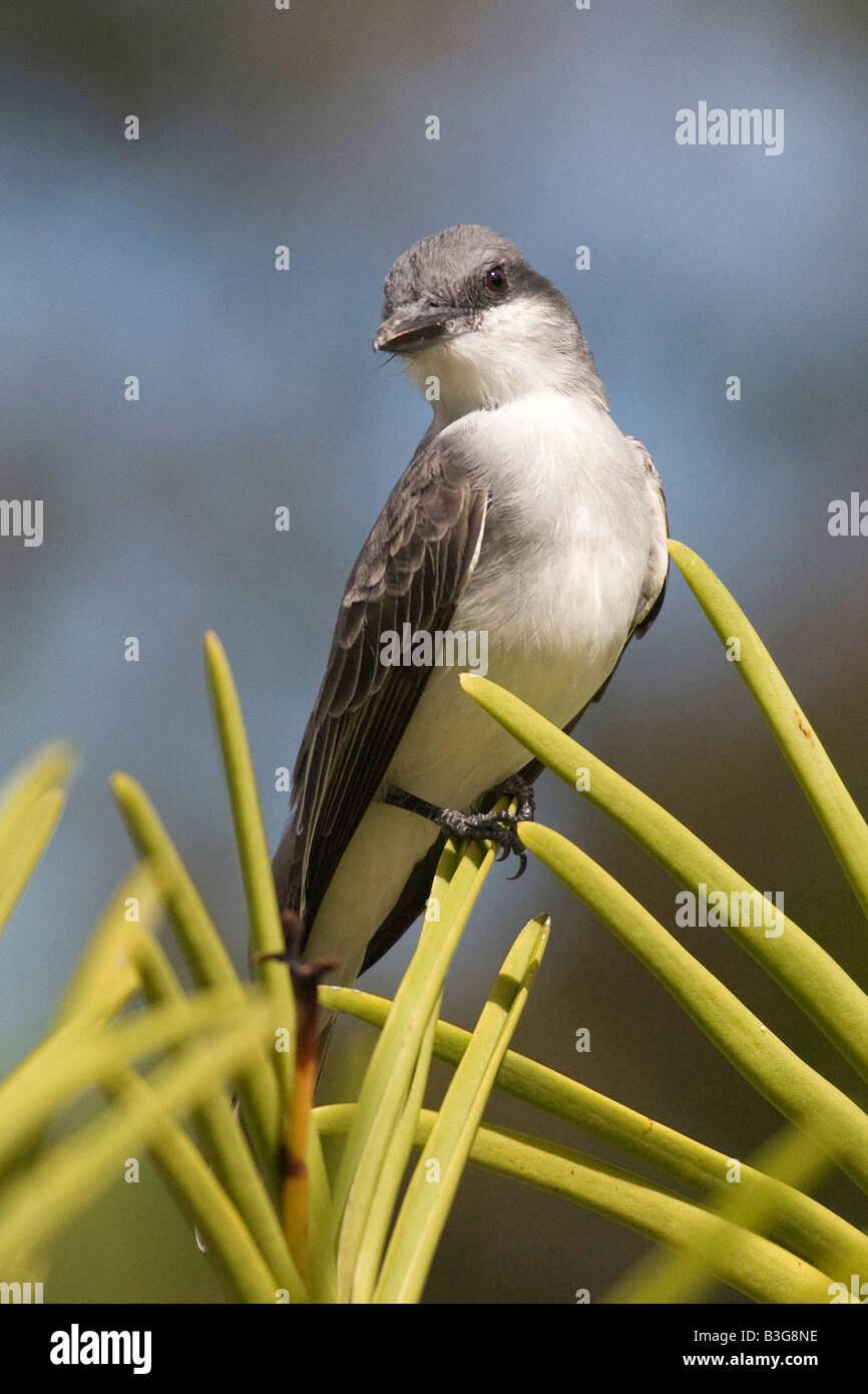 Grey Kingbird (Tyrannus dominicensis), Barbados Stock Photo Alamy