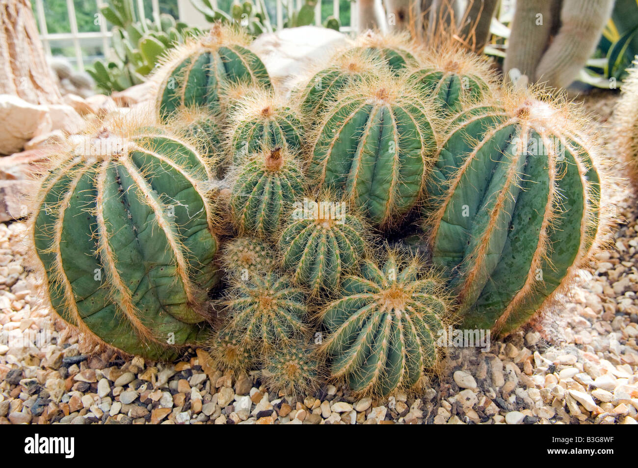 Notocactus Magnificus cactus Stock Photo